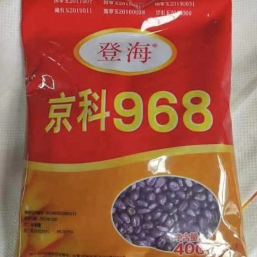 登海京科玉米种子京科968穗长抗倒能力强对接批发商