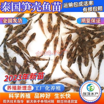 【2023新苗】泰国笋壳鱼苗杂交笋壳鱼苗云斑尖塘鳢