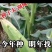 登海京科玉米种子京科968穗长抗倒能力强对接批发商