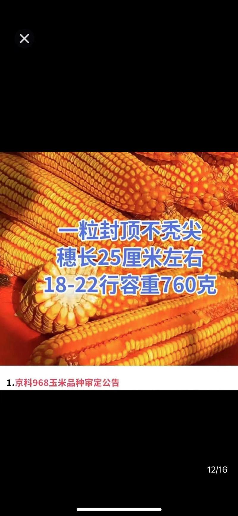 登海京科玉米种子京科968穗长抗倒能力强对接批发商