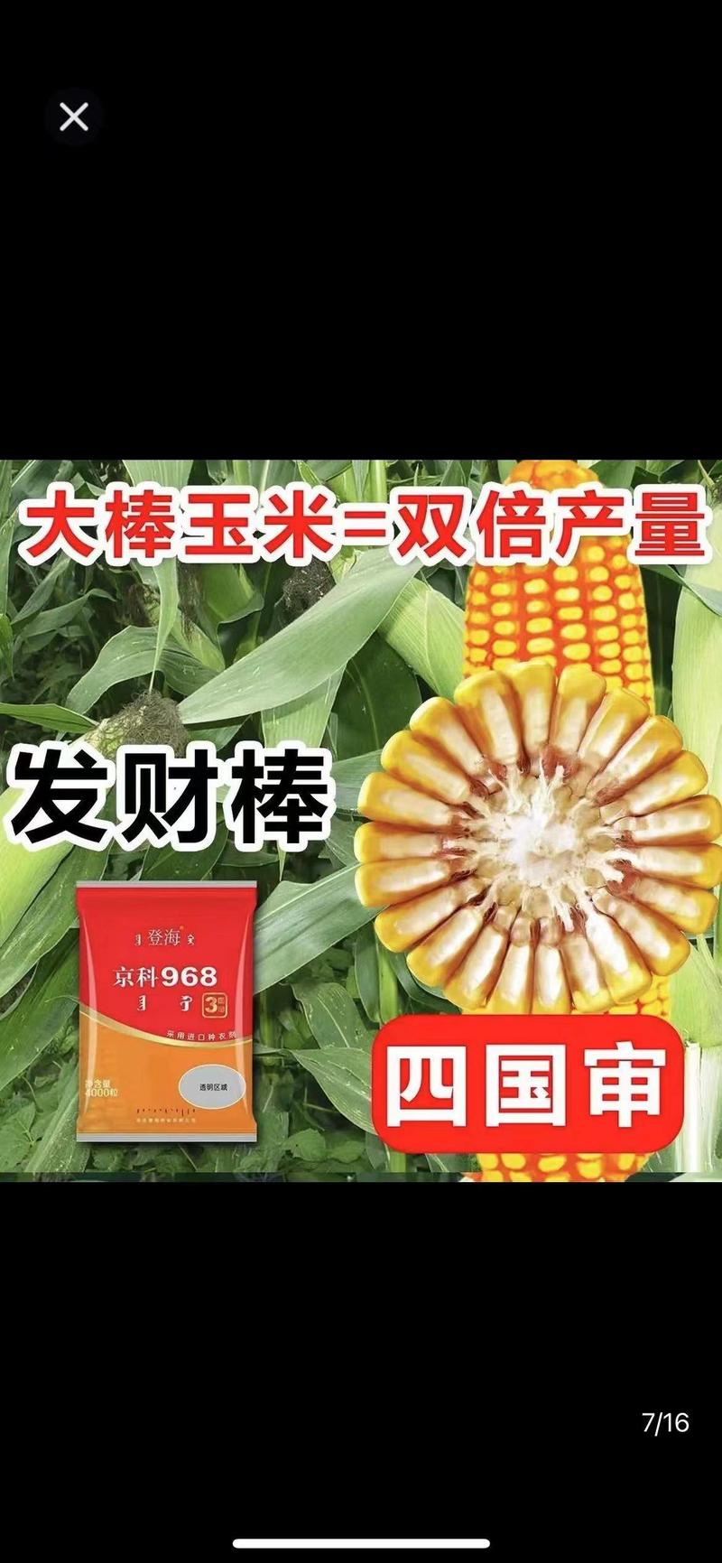 登海京科玉米种子京科968穗长抗倒能力强对接批发商