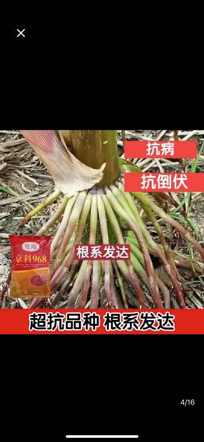 登海京科玉米种子京科968穗长抗倒能力强对接批发商