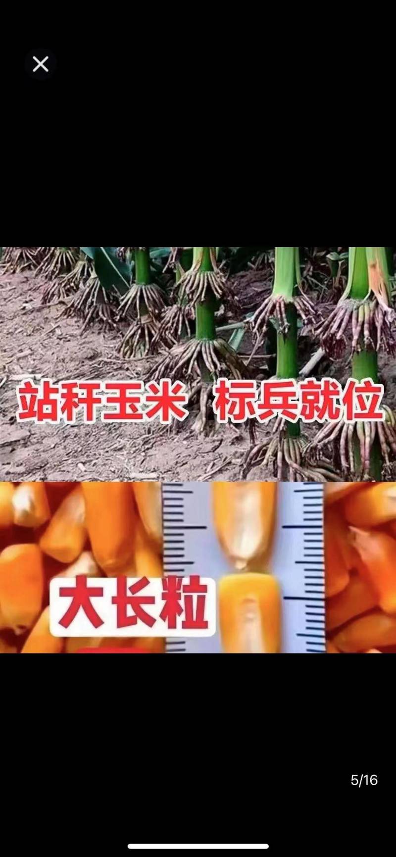 登海京科玉米种子京科968穗长抗倒能力强对接批发商
