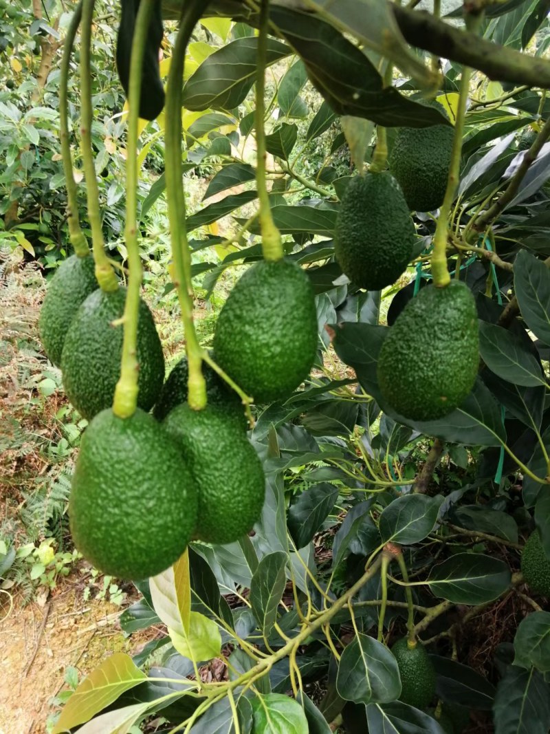 哈斯牛油果场地直发，欢迎广大客商前来选购。