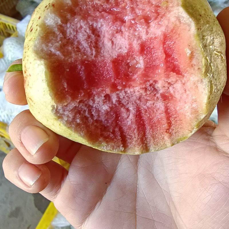 广西红心芭乐番石榴