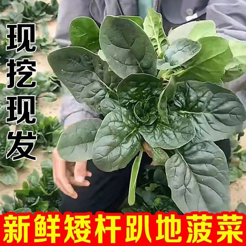 黑木耳趴地菠菜现摘现发品质上乘质量保证价格实惠欢迎咨询