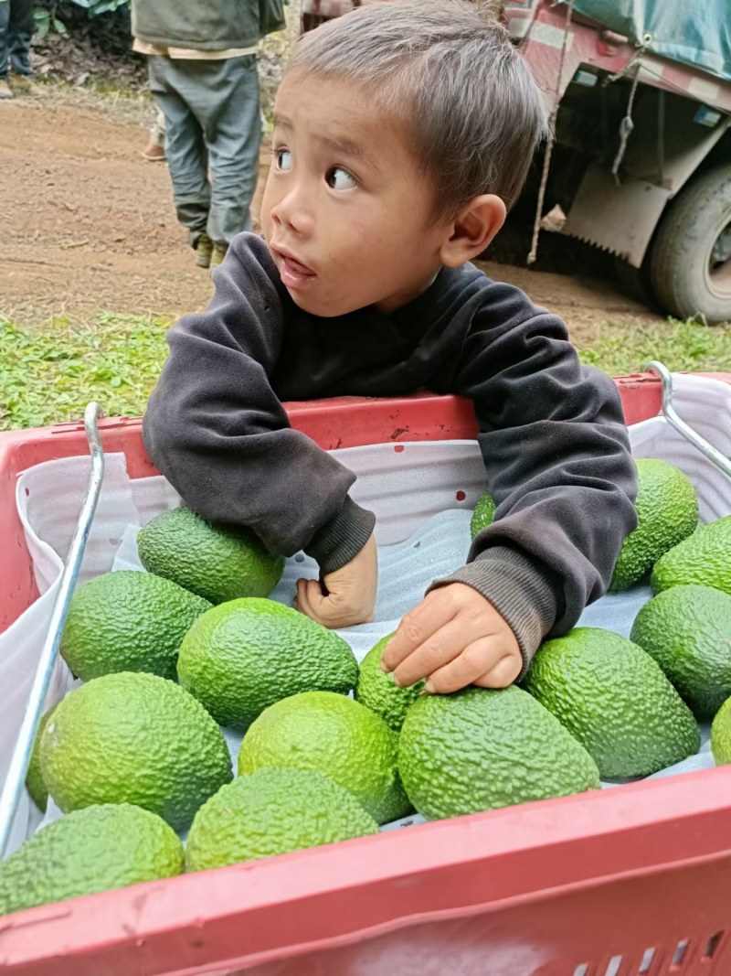 哈斯牛油果场地直发，欢迎广大客商前来选购。