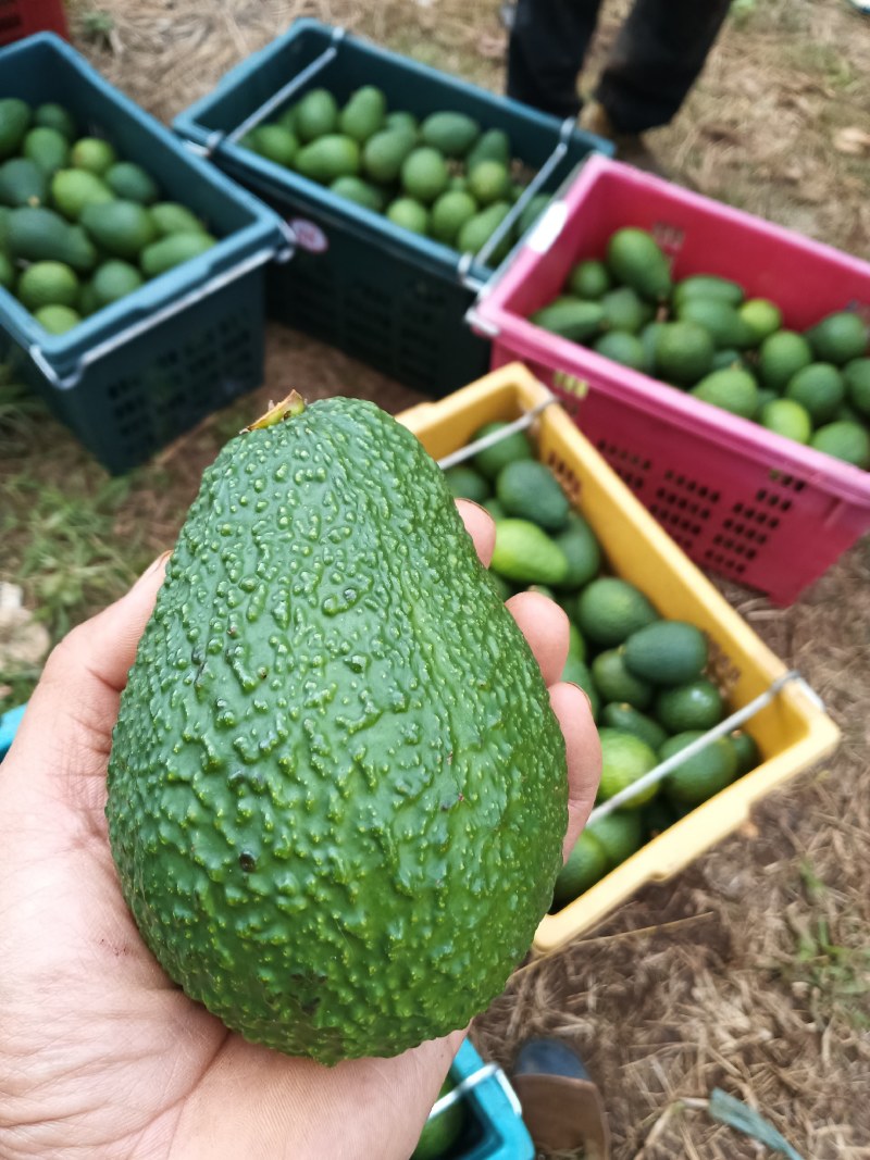 哈斯牛油果场地直发，欢迎广大客商前来选购。