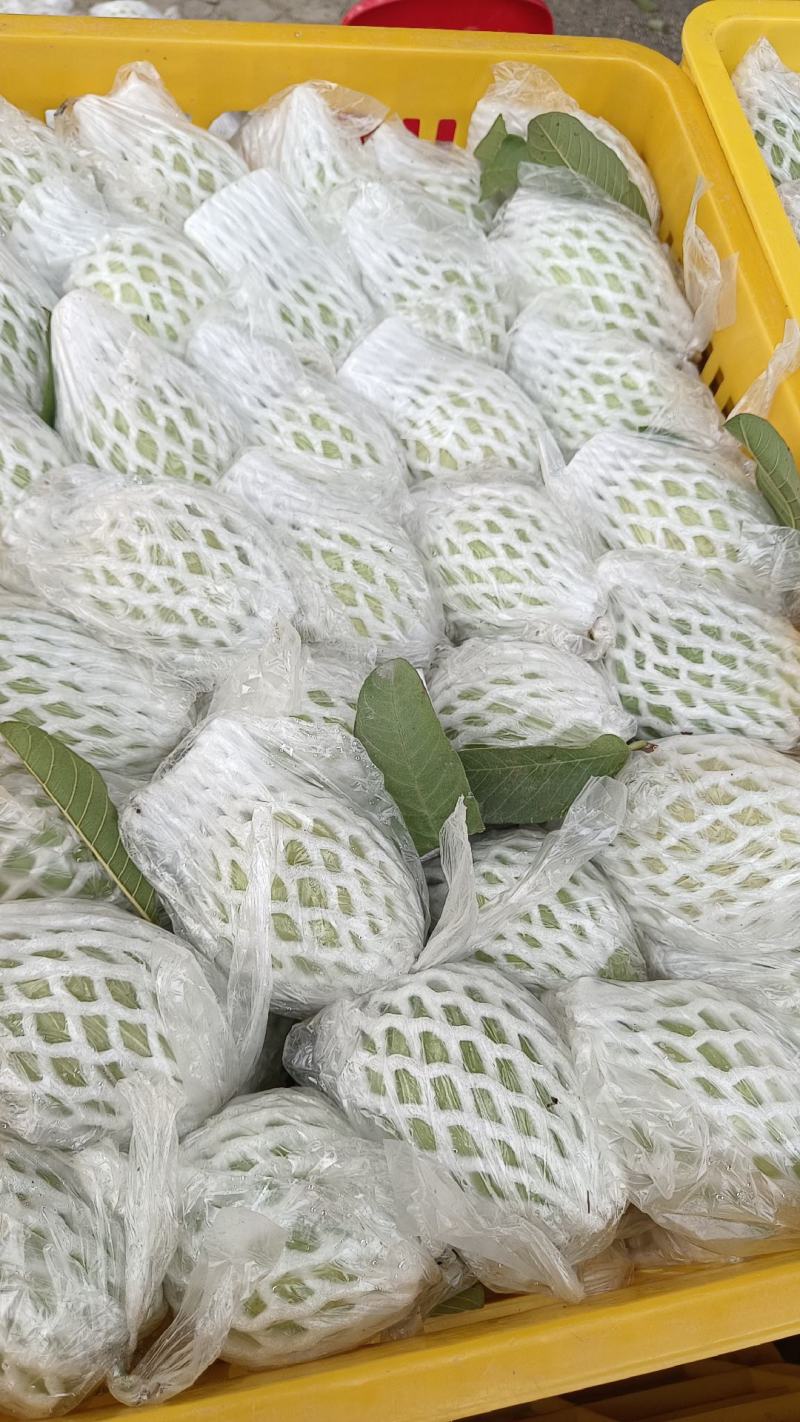 广西红心芭乐番石榴