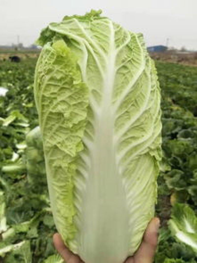 白菜北京新3号量大从优价格优惠一手货源品质高