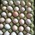 土鸡蛋食用40~50g农家土鸡蛋，优质货源欢迎咨询