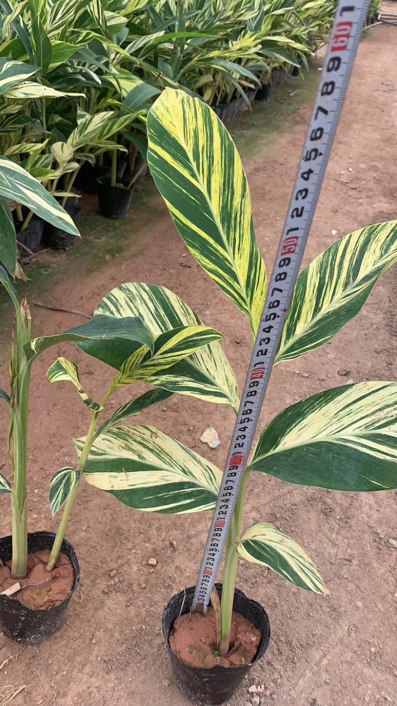 花叶良姜花叶艳山姜花叶姜彩叶姜斑纹月桃