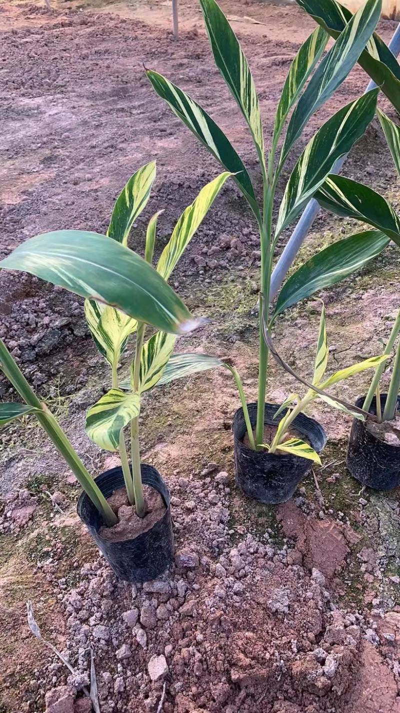 花叶良姜花叶艳山姜花叶姜彩叶姜斑纹月桃