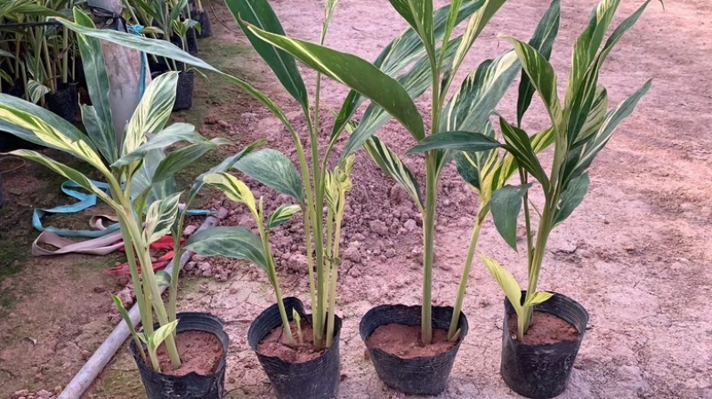 花叶良姜花叶艳山姜花叶姜彩叶姜斑纹月桃