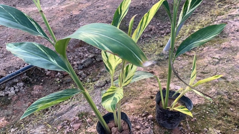 花叶良姜花叶艳山姜花叶姜彩叶姜斑纹月桃