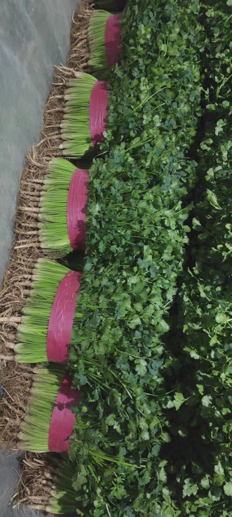 铁杆香菜莘县香菜，产地货，货源充足，质量保证，视频看货