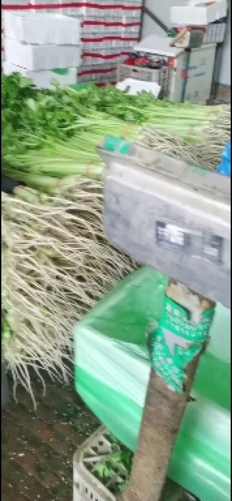 大量提供香芹毛芹有需要的联系