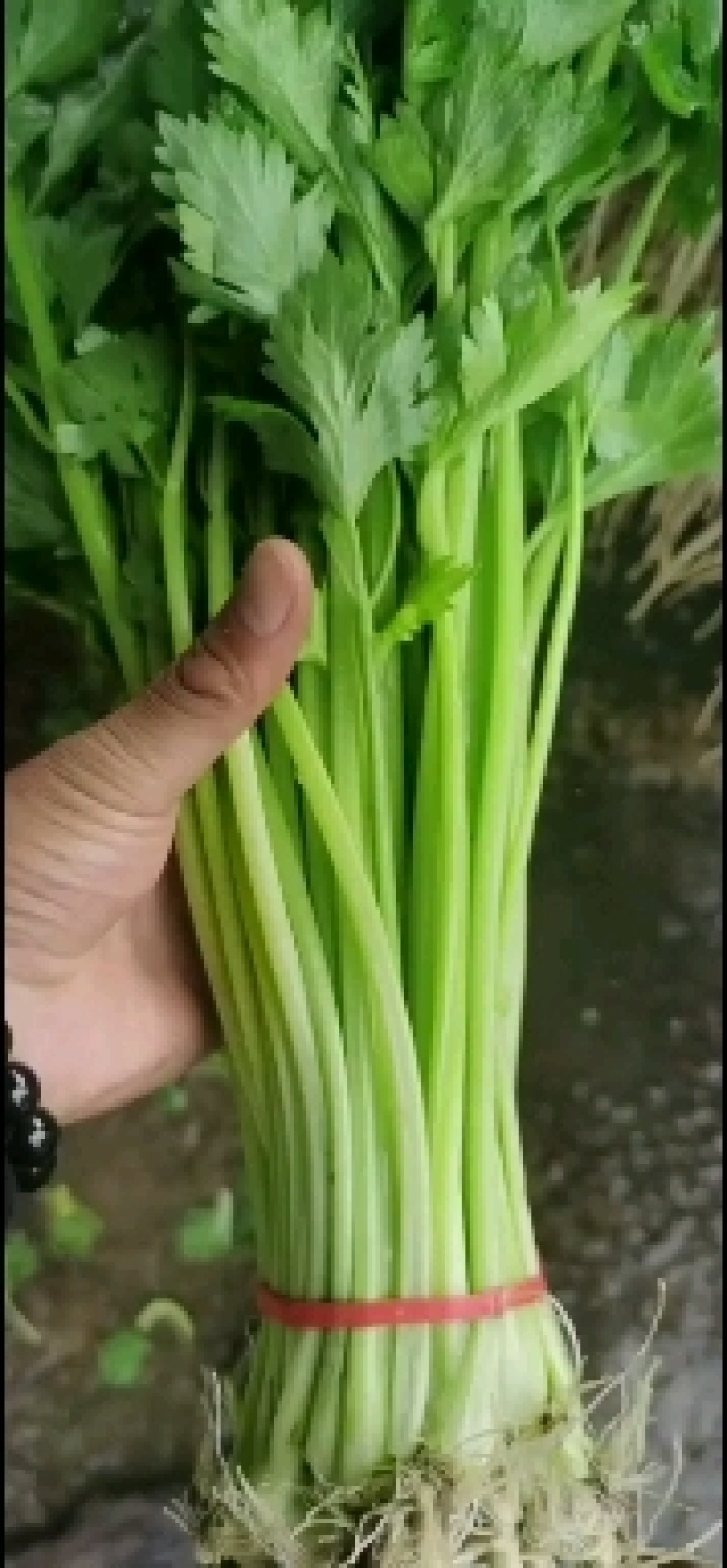 大量提供香芹毛芹有需要的联系