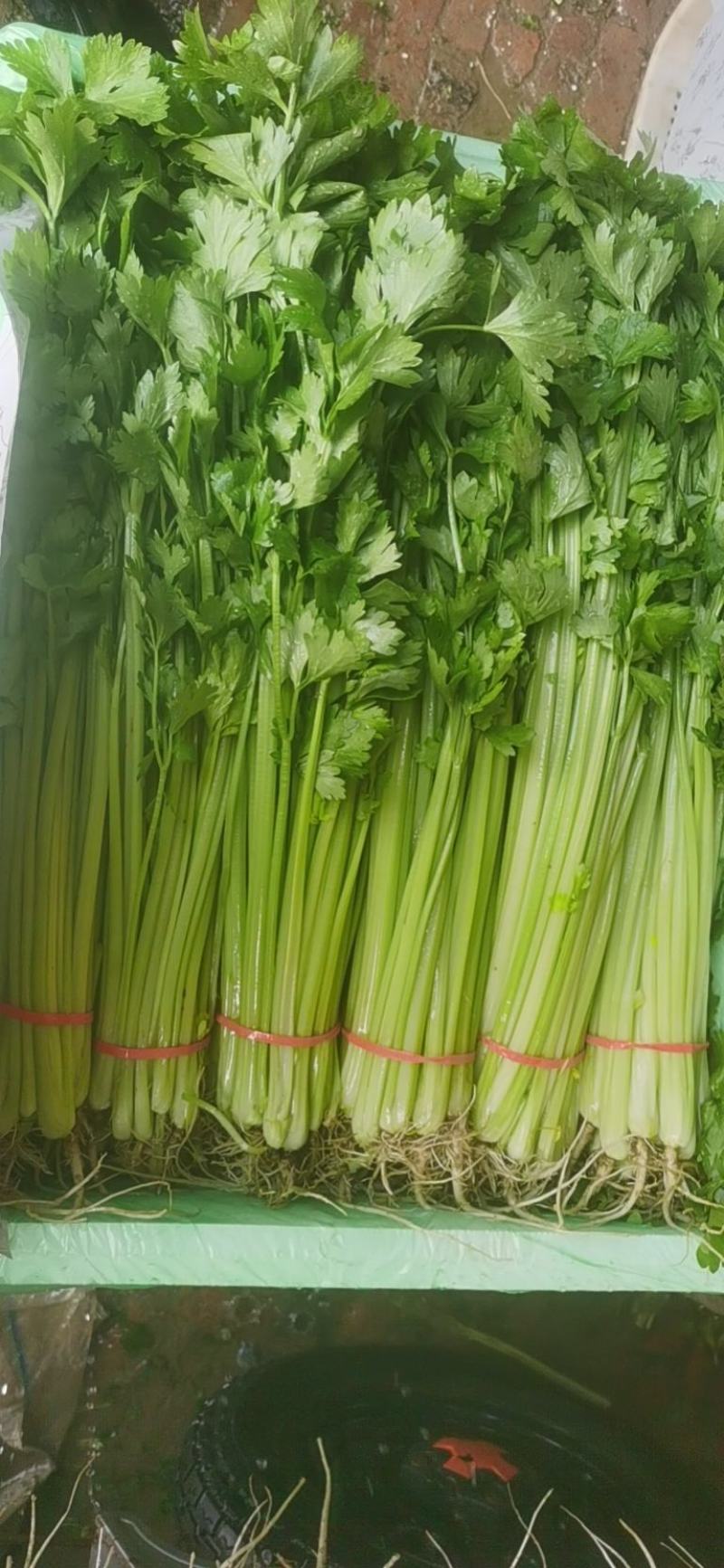 大量提供香芹毛芹有需要的联系