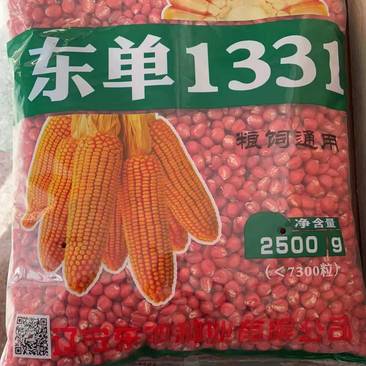 东单1331玉米种子高纯度高净度多紫多抗品种
