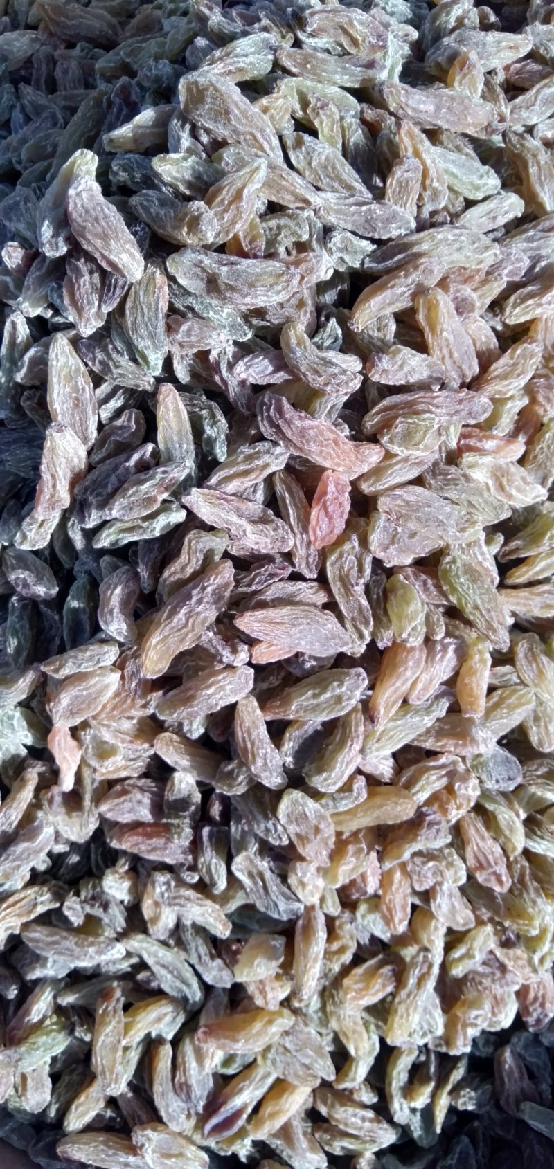 包邮大果葡萄干红葡萄干大量上市量大价优欢迎下单