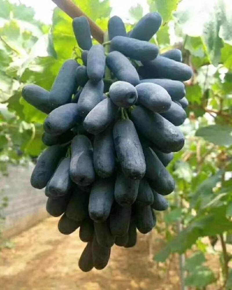 正宗贝达根（夏黑根)嫁接蓝宝石葡萄苗1年30公分高