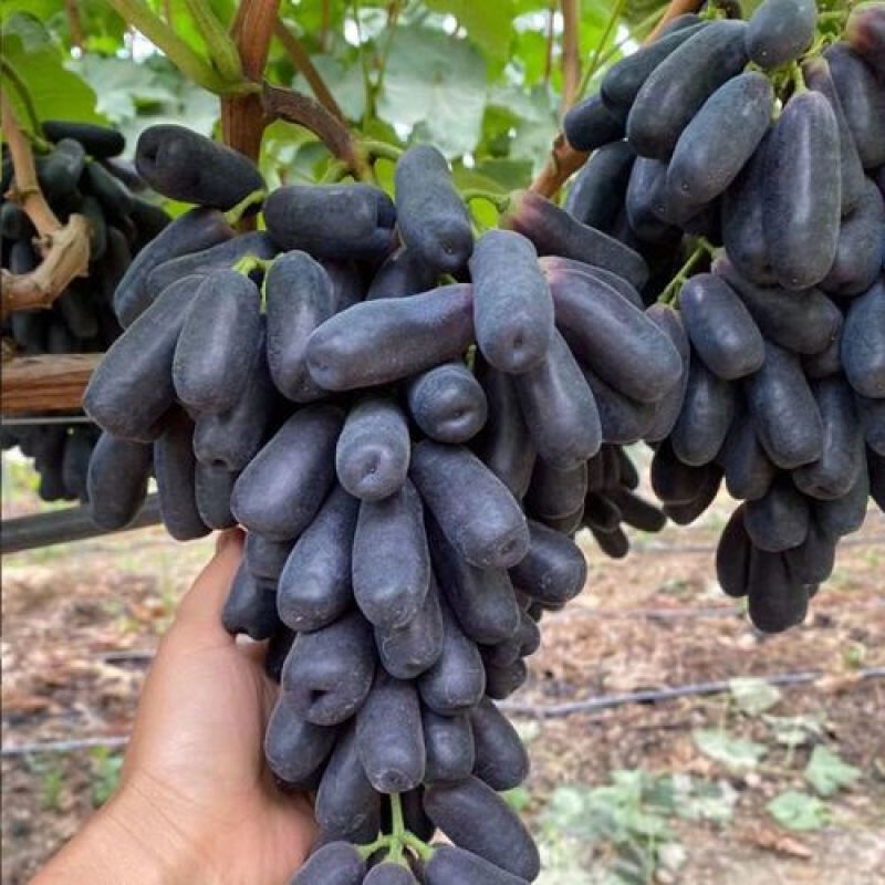 正宗贝达根（夏黑根)嫁接蓝宝石葡萄苗1年30公分高
