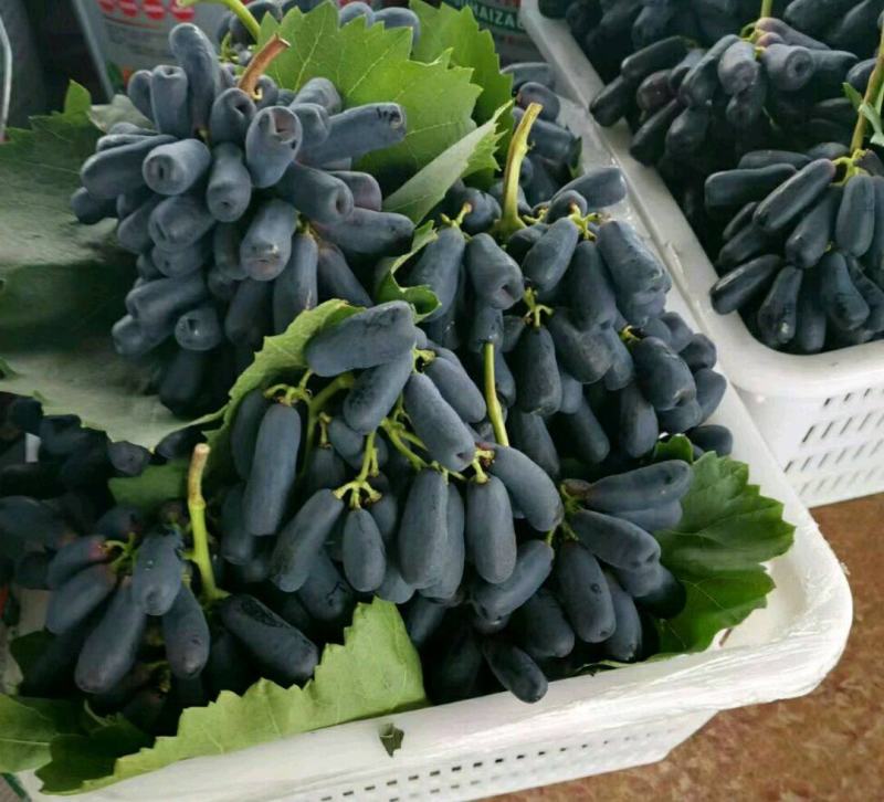 正宗贝达根（夏黑根)嫁接蓝宝石葡萄苗1年30公分高