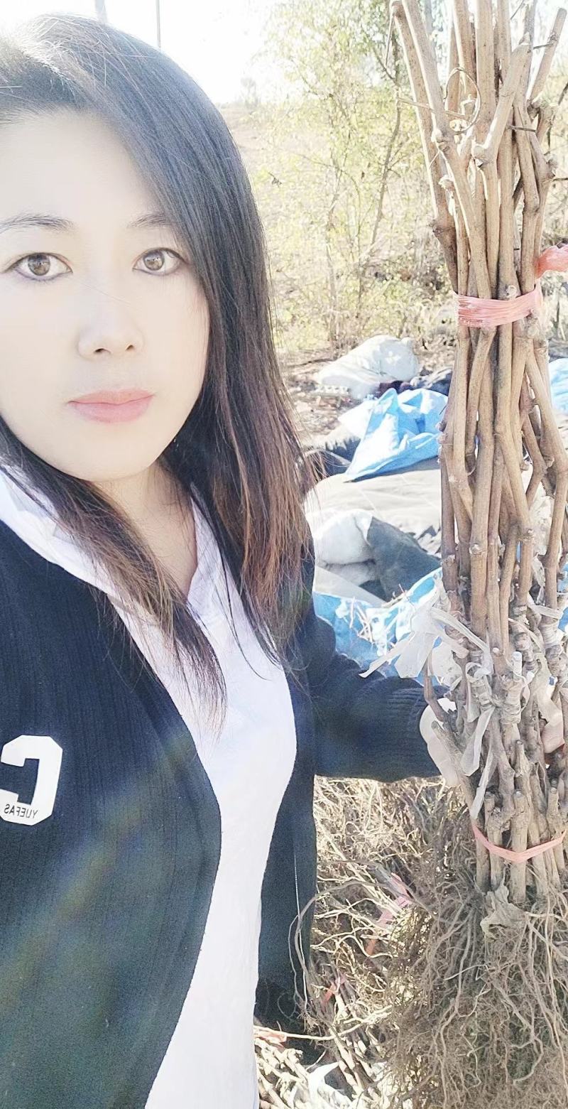 正宗贝达根（夏黑根)嫁接蓝宝石葡萄苗1年30公分高
