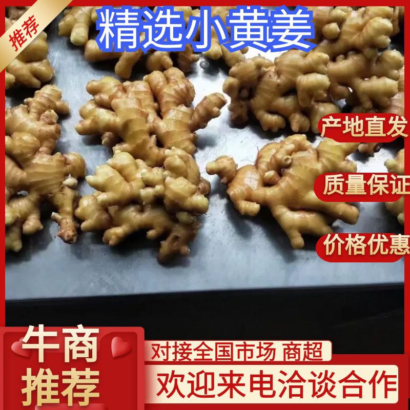 小黄姜常年供应销售，价格便宜，质优价廉，来电咨询