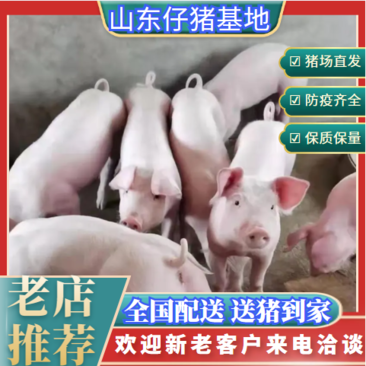 [三元仔猪]山东优良育肥猪苗大量销售，猪场直发价格便宜