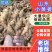 【畅销小黄姜】山东小黄姜产地直供，价格便宜，来电咨询