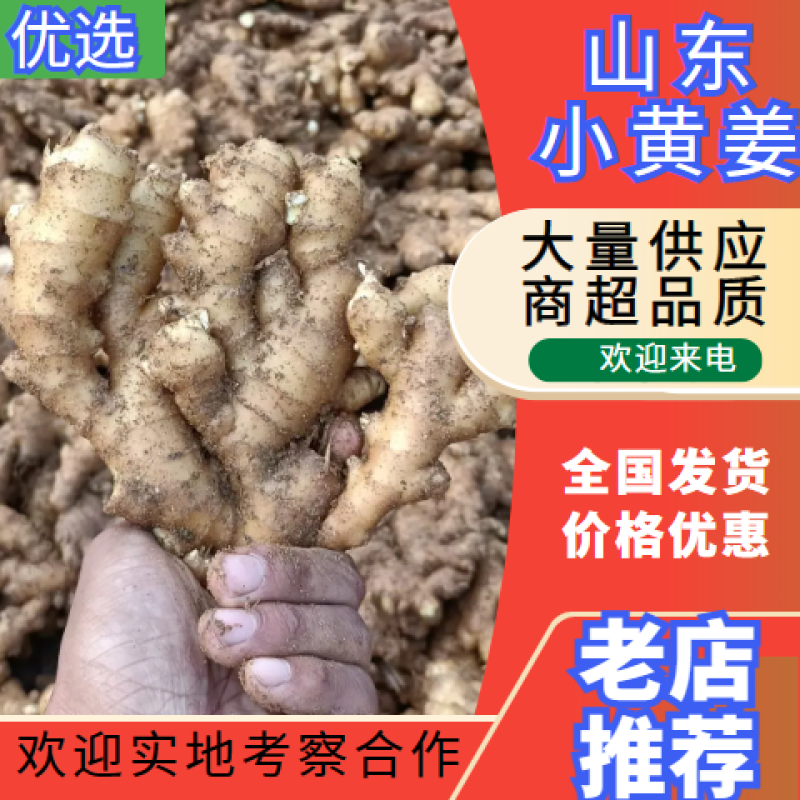 【畅销小黄姜】山东小黄姜产地直供，价格便宜，来电咨询