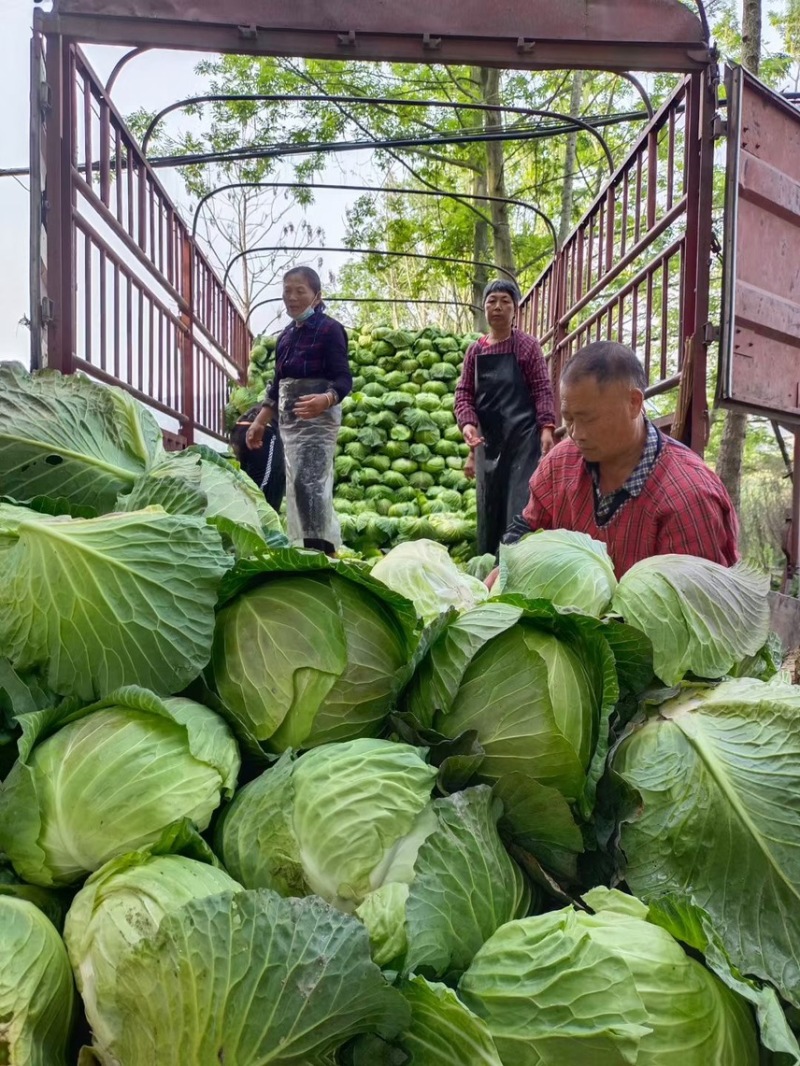 四川甘蓝，精品包菜产地直发一手货源质量保证可视频看货