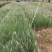 细叶芒细叶芒草场地直销大量供应欢迎咨询