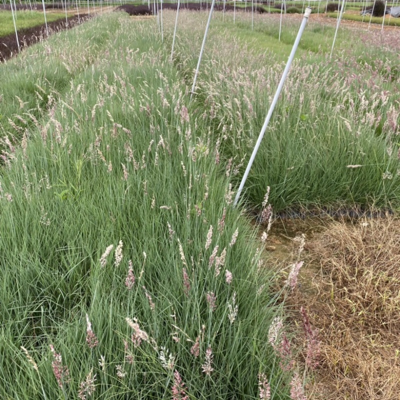 细叶芒细叶芒草场地直销大量供应欢迎咨询