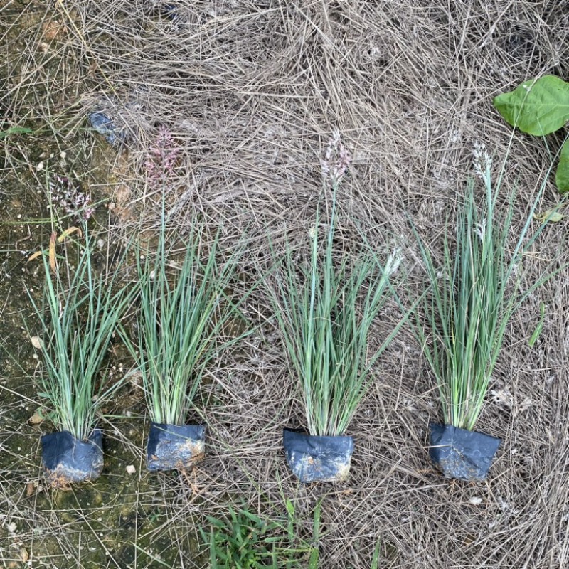 细叶芒细叶芒草场地直销大量供应欢迎咨询