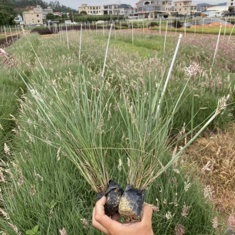 细叶芒细叶芒草场地直销大量供应欢迎咨询