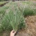 细叶芒细叶芒草场地直销大量供应欢迎咨询