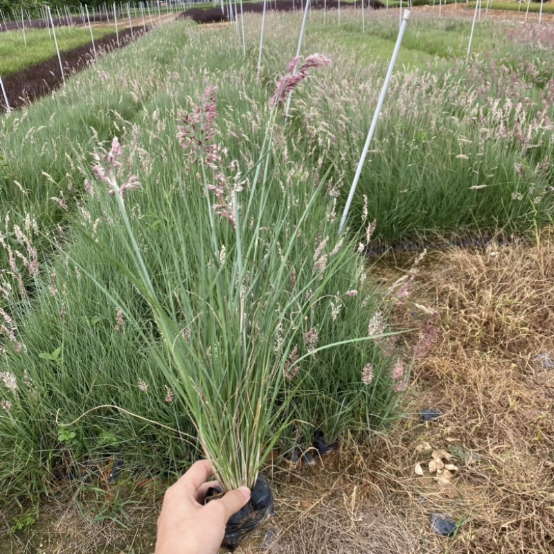 细叶芒细叶芒草场地直销大量供应欢迎咨询