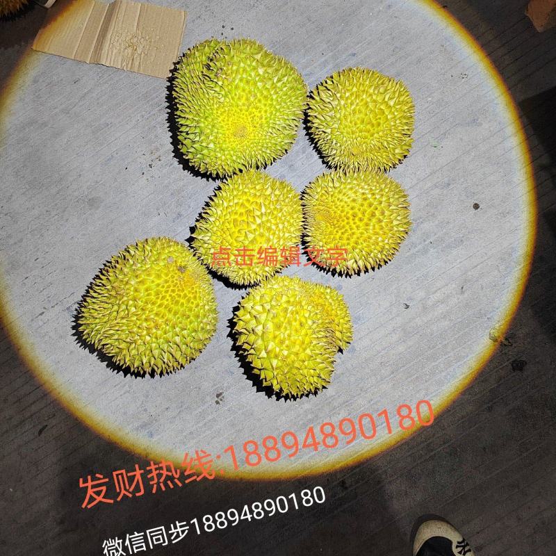 每天都有大量榴莲批发