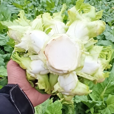 四川儿菜净菜毛菜