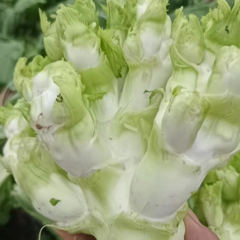 四川儿菜净菜毛菜