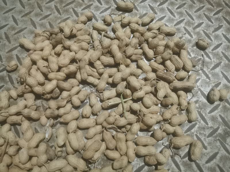 海花通货花生果，纱土地花生果，颜色自，饱满程度好，