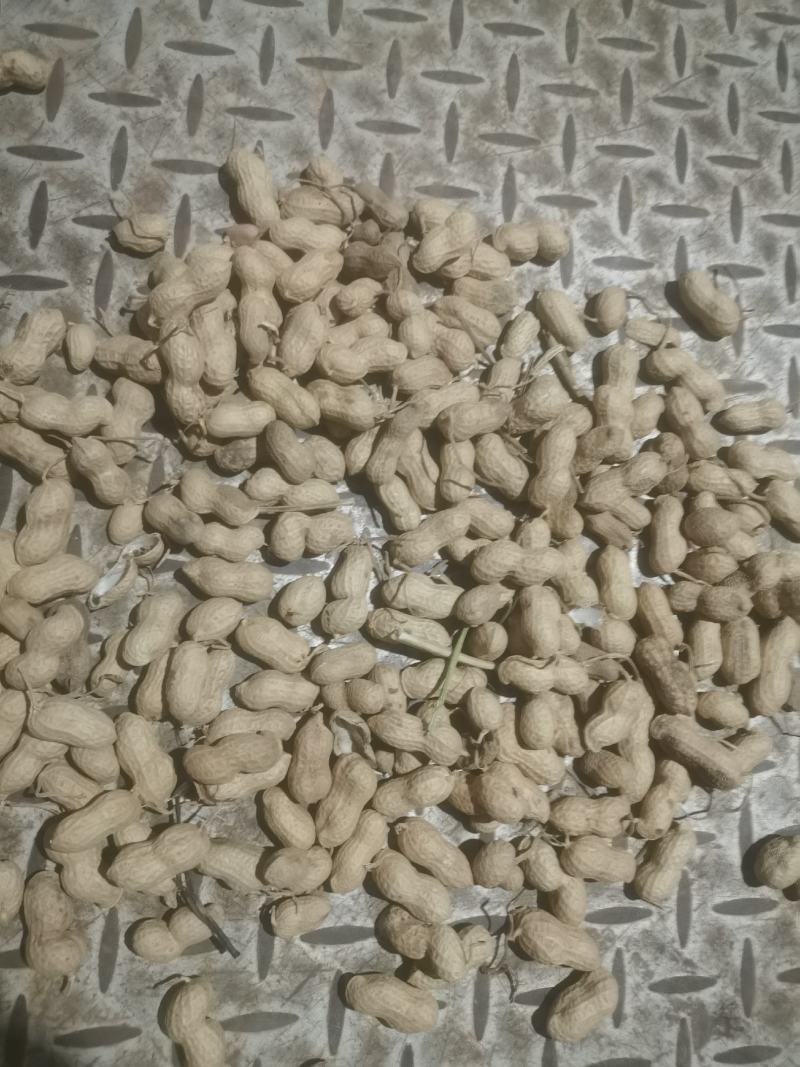 海花通货花生果，纱土地花生果，颜色自，饱满程度好，