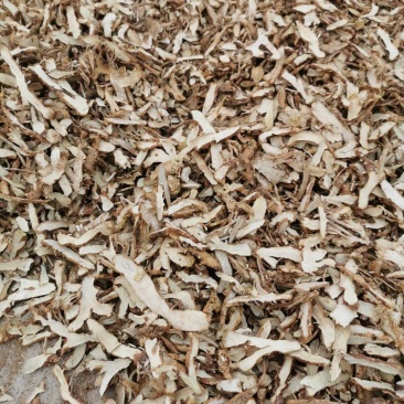 知母片