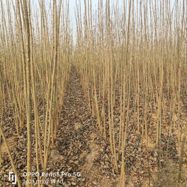 速生杨107，种植面积60亩，规格全，价格优