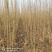 速生杨107，种植面积60亩，规格全，价格优