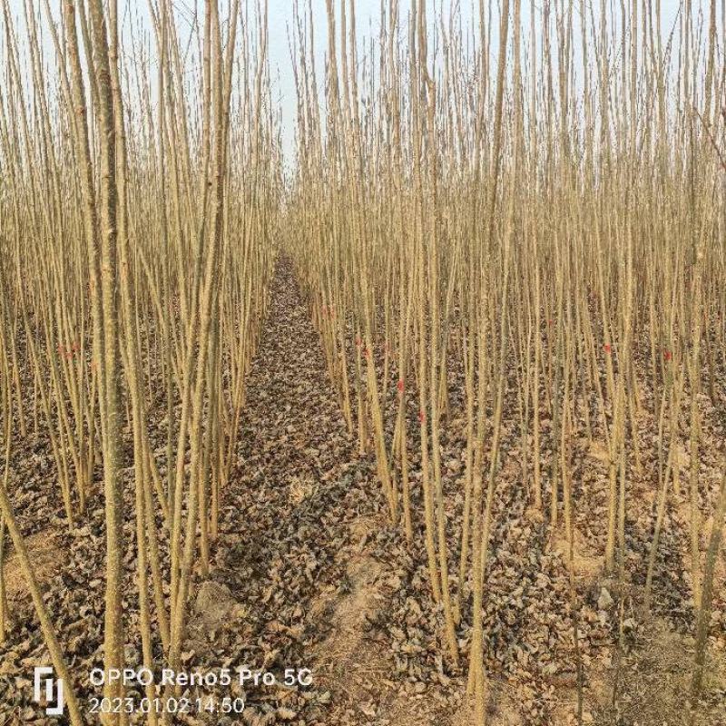 速生杨107，种植面积60亩，规格全，价格优
