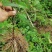 牛尾菜种苗牛尾蕨鞭干蕨药食同源植物供技术收产品